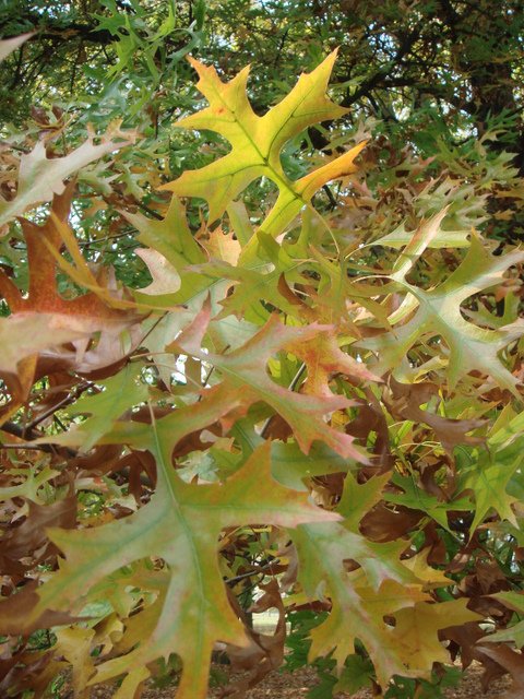 Quercus palustris feuille automne